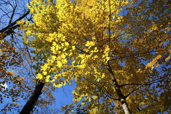 Immagine di alberi di autunno — Foto Stock