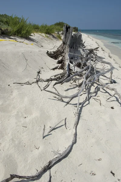 바다 해 안에 driftwoods의 무리 — 스톡 사진