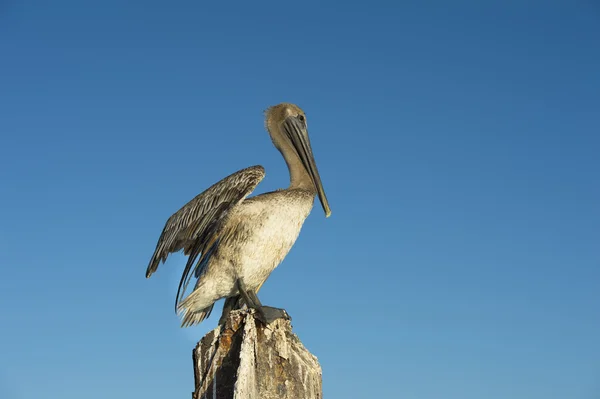 Amerikanska pelican vilar på inlägget — Stockfoto