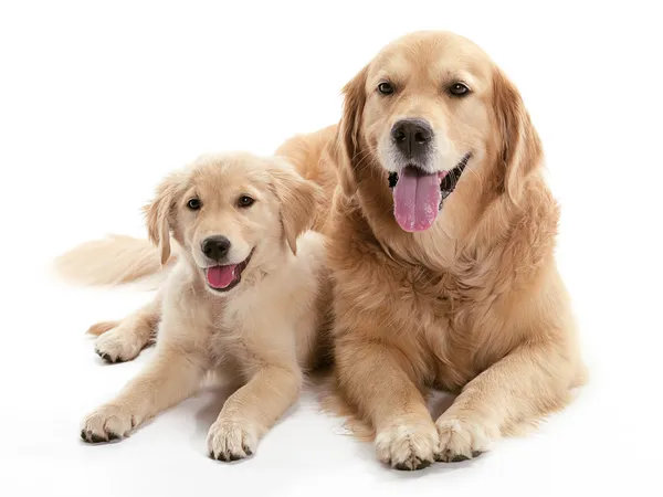 Dog Buddies — Stock Photo, Image