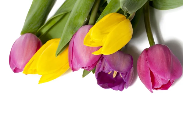 Ziemlich bunte Tulpen — Stockfoto