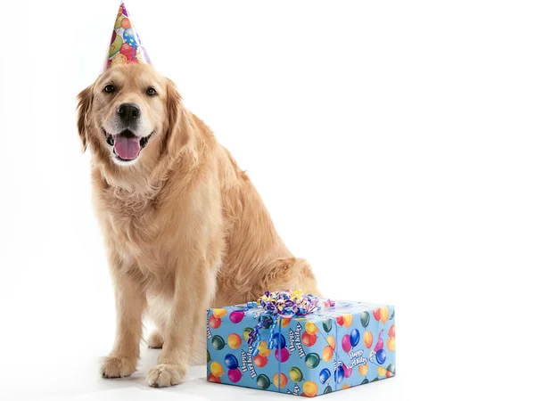 Cão com presente de aniversário — Fotografia de Stock