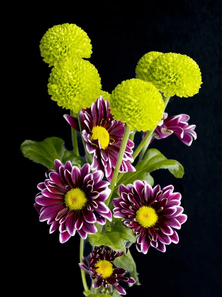 Фіолетові квіти і зелена цибулина — стокове фото
