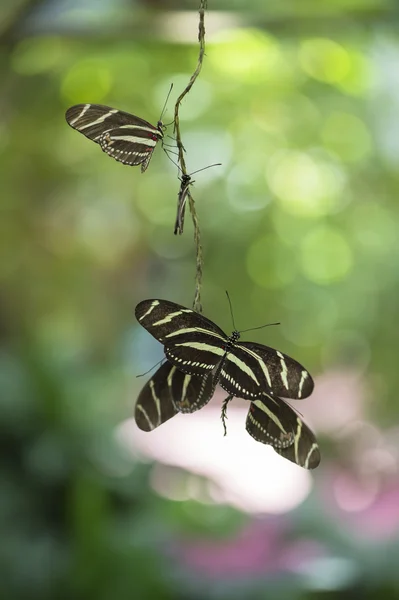 Flygande fjärilar — Stockfoto