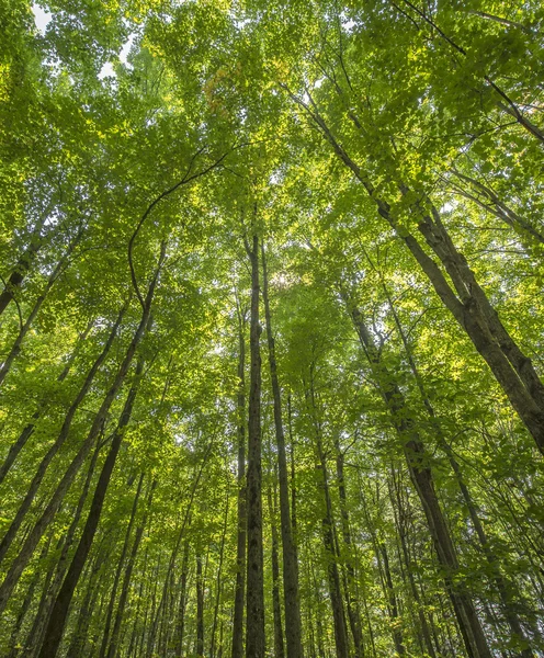 Canopy forestal —  Fotos de Stock