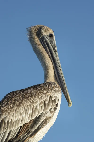 Brun Pelikan profil — Stockfoto