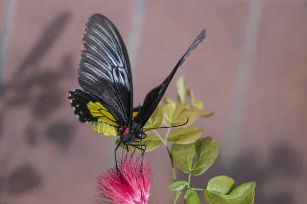 Lovely butterfly — Stock Photo, Image