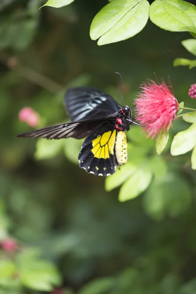 Corazón de ganado mariposa en flor rosa — Foto de Stock