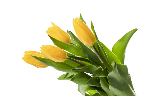 Tulip flowers — Stock Photo, Image