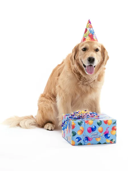 Golden Retrievers aniversário — Fotografia de Stock