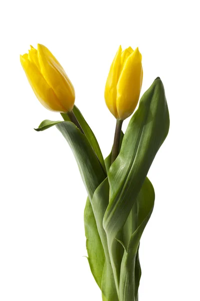 Two tulips — Stock Photo, Image