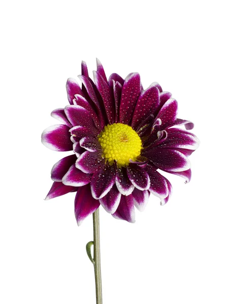 Violet daisy flower — Stock Photo, Image