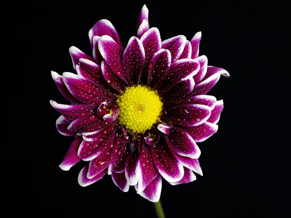 Wet pink flower against dark background — Stock Photo, Image