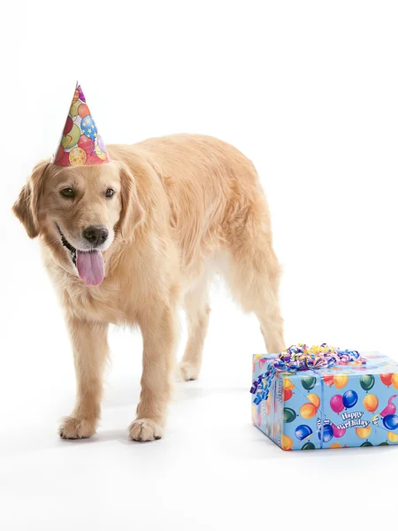 Glad hund med födelsedagspresent — Stock fotografie