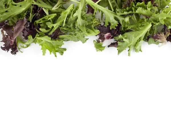 Broccoli red and green lettuce Stock Image