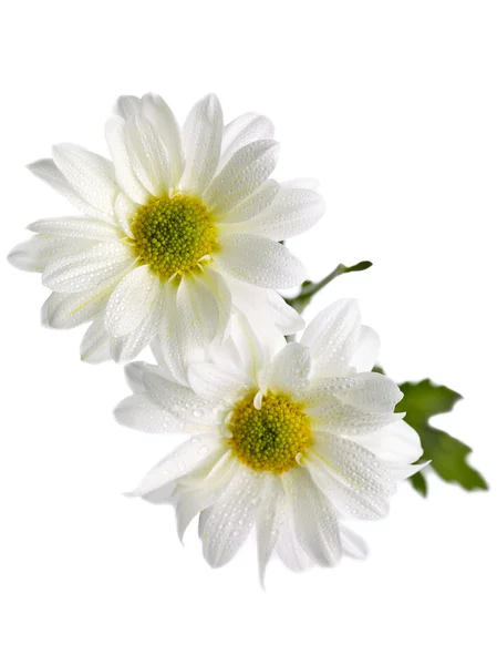 Two white daisies against white — Stock Photo, Image