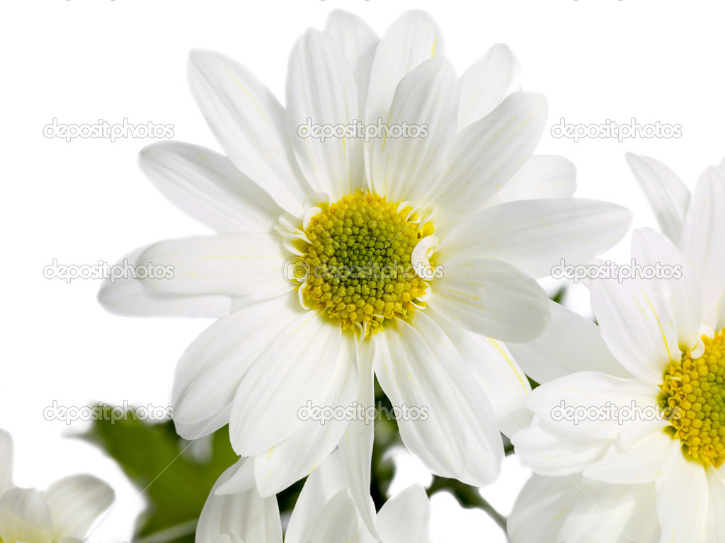 close up image of white daisy