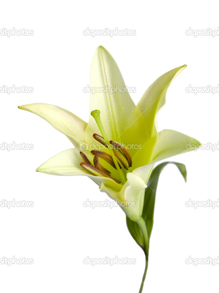 close up shot of lily against white