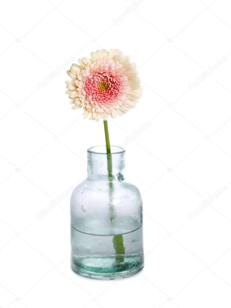white daisy in vase