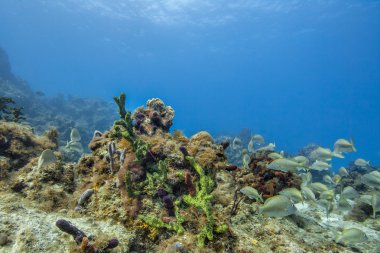 mercan resifleri ve balık grup