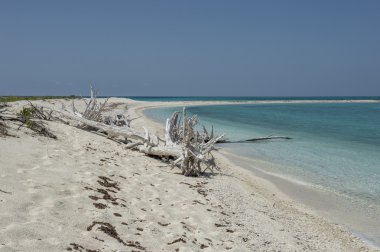 Kuru tortugas Plajı'nda ölü ağaçlar