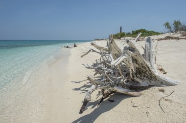 ölü ağaçlar, deniz kıyısı