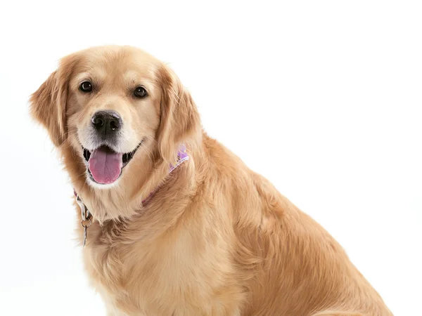 Szczęśliwy golden retriever — Zdjęcie stockowe