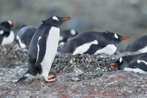 Gentoo 企鹅站在岩石上 — 图库照片