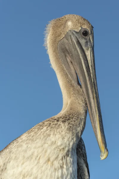 Vicino uccello pellicano — Foto Stock