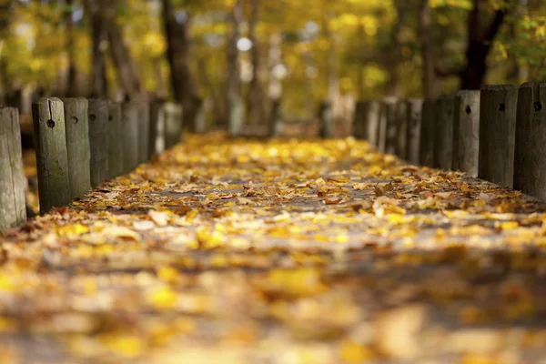 Wooden post and autumn leaves on pathway — Stock Photo, Image