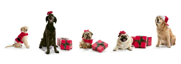 Christmas dogs — Stock Photo, Image