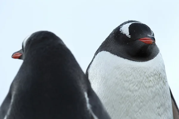 Två pingviner — Stockfoto