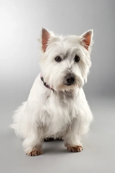 Beyaz köpek yavrusu portresi — Stok fotoğraf