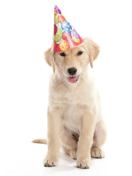 Verjaardag pup — Stockfoto