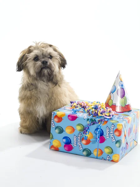 Geburtstag shi poo — Stockfoto