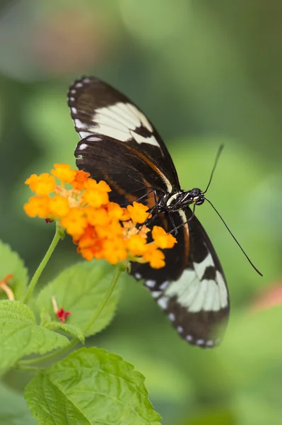 Svart fjäril på orange blomma — Stockfoto