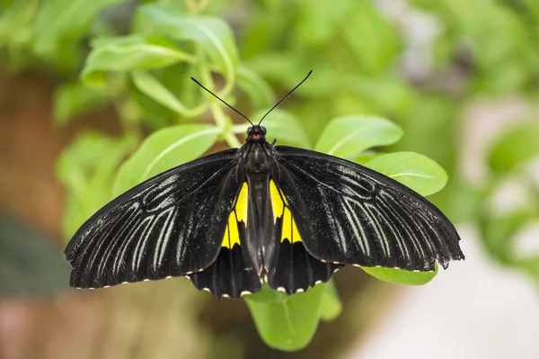 Cattleheart czarny motyl — Zdjęcie stockowe