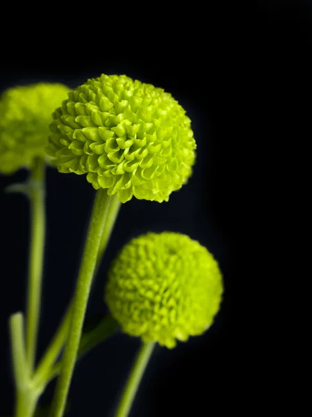 Crisantemo verde —  Fotos de Stock