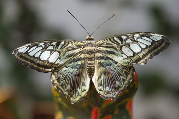 Clipper azul mariposa —  Fotos de Stock