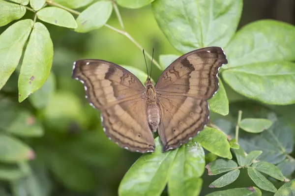 Mariposa marrón en planta — Foto de Stock