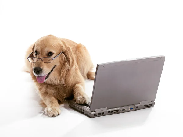 Business Golden Retriever — Stockfoto