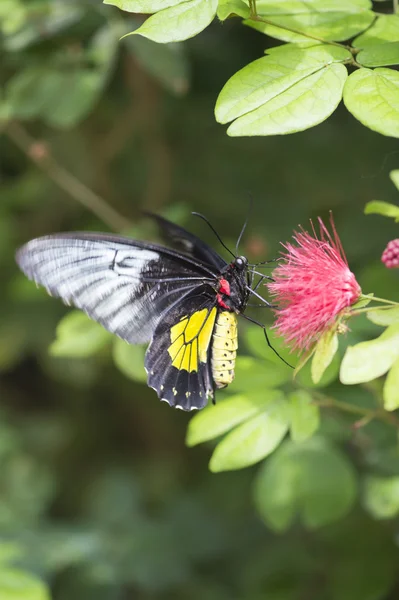 Bydło serce motyl z bliska — Zdjęcie stockowe