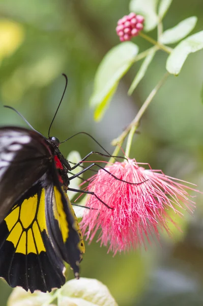 Nötkreatur hjärtat fjäril på rosa blomma — Stockfoto