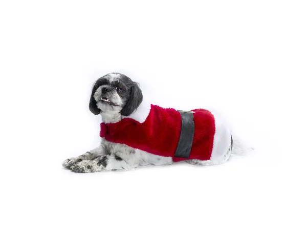 Weihnachten shih poo — Stockfoto