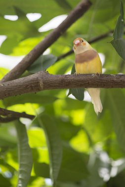 renkli küçük kuş