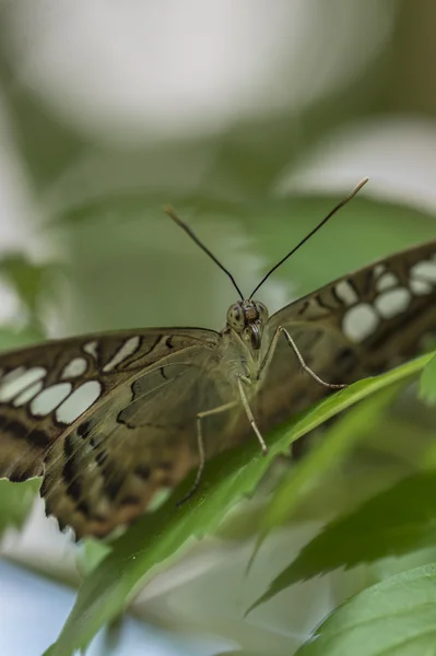 Closeup hnědé clipper motýl — Stock fotografie