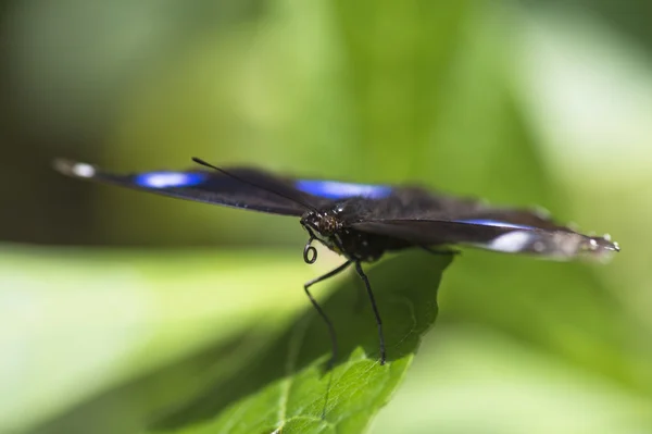 Colorful butterfly on leaf — Stock Photo, Image