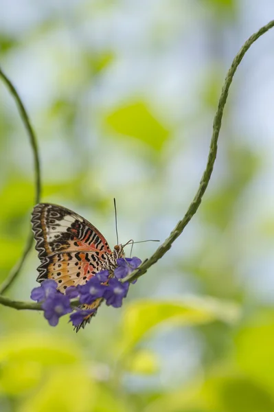 Färgglada Malaysiska lacesewing fjäril — Stockfoto
