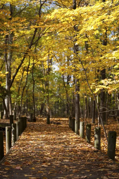 Chodník a na podzim stromy — Stock fotografie