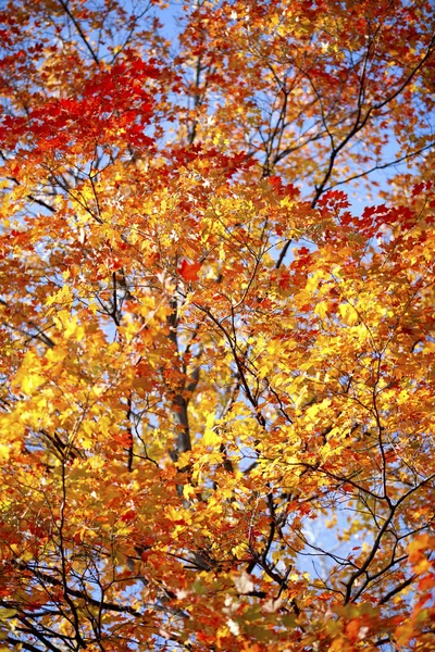 Image of autumn trees — Stock Photo, Image